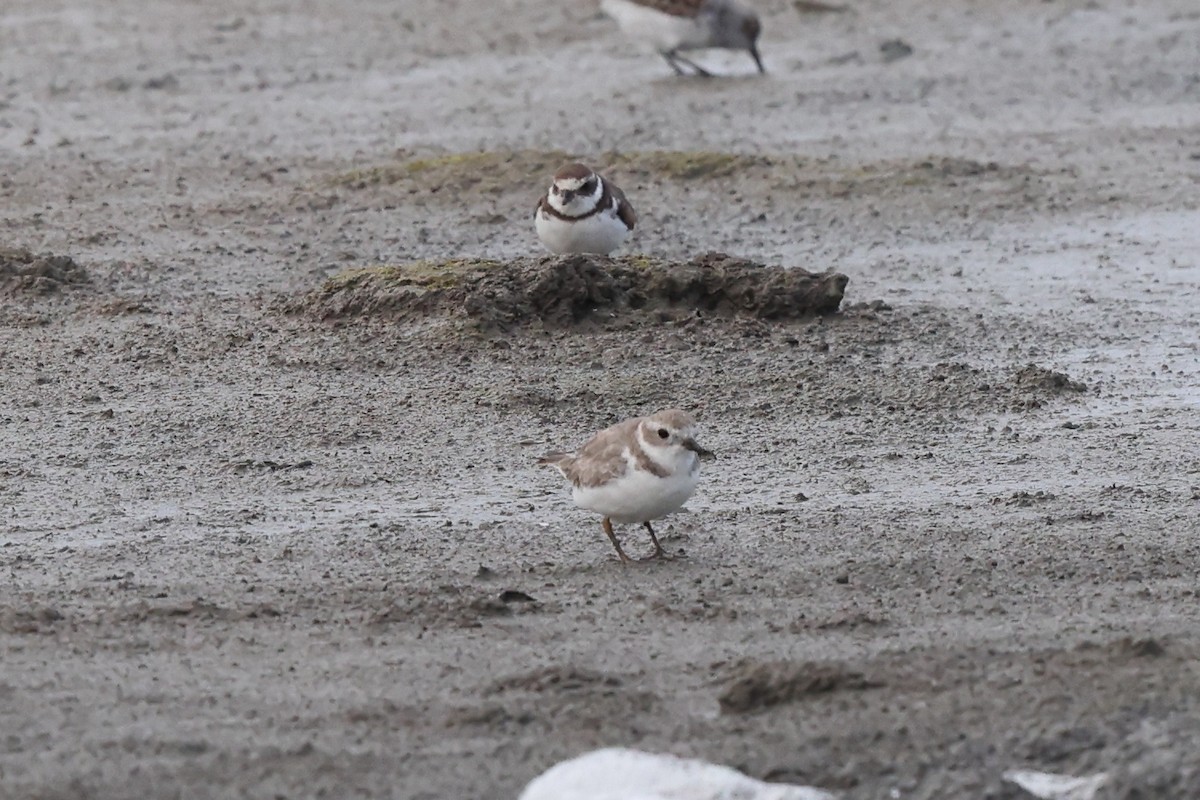 Piping Plover - ML616654382