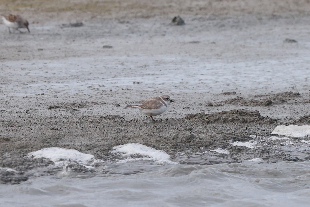 Piping Plover - ML616654383