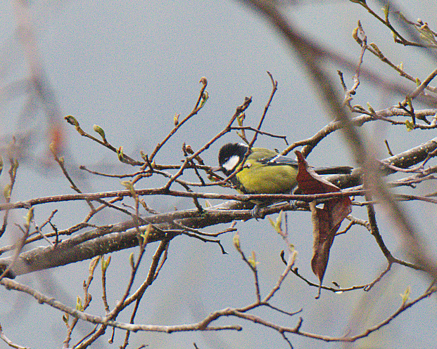 Green-backed Tit - ML616654513