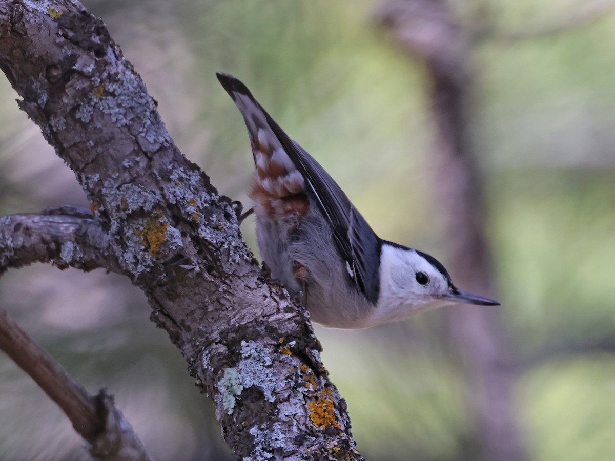 White-breasted Nuthatch (Interior West) - ML616654695