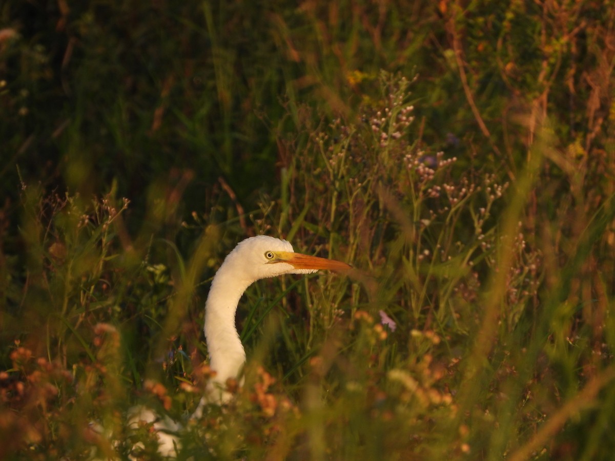Great Egret - Haydee Huwel