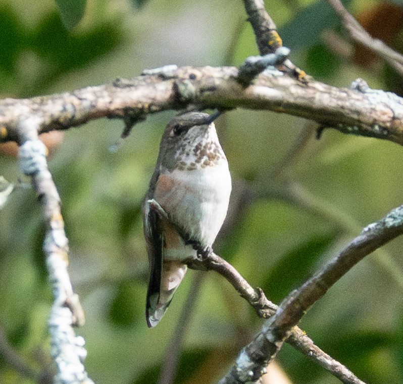 Rufous Hummingbird - ML616654854