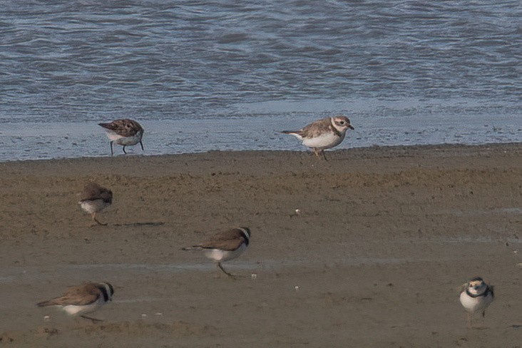 Piping Plover - ML616654898