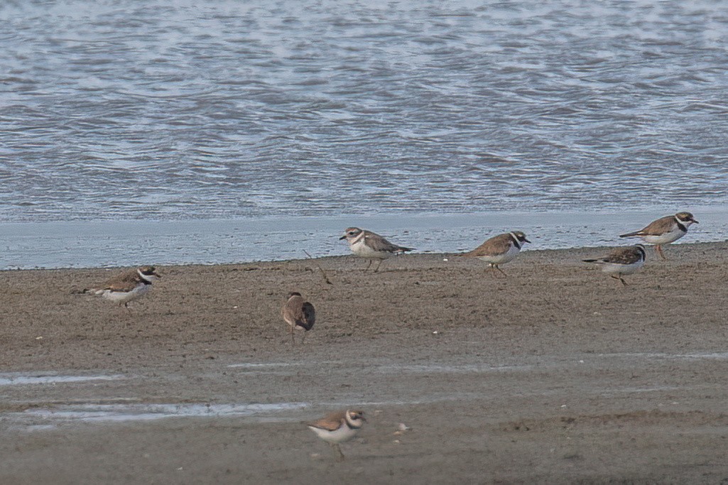 Piping Plover - ML616654899