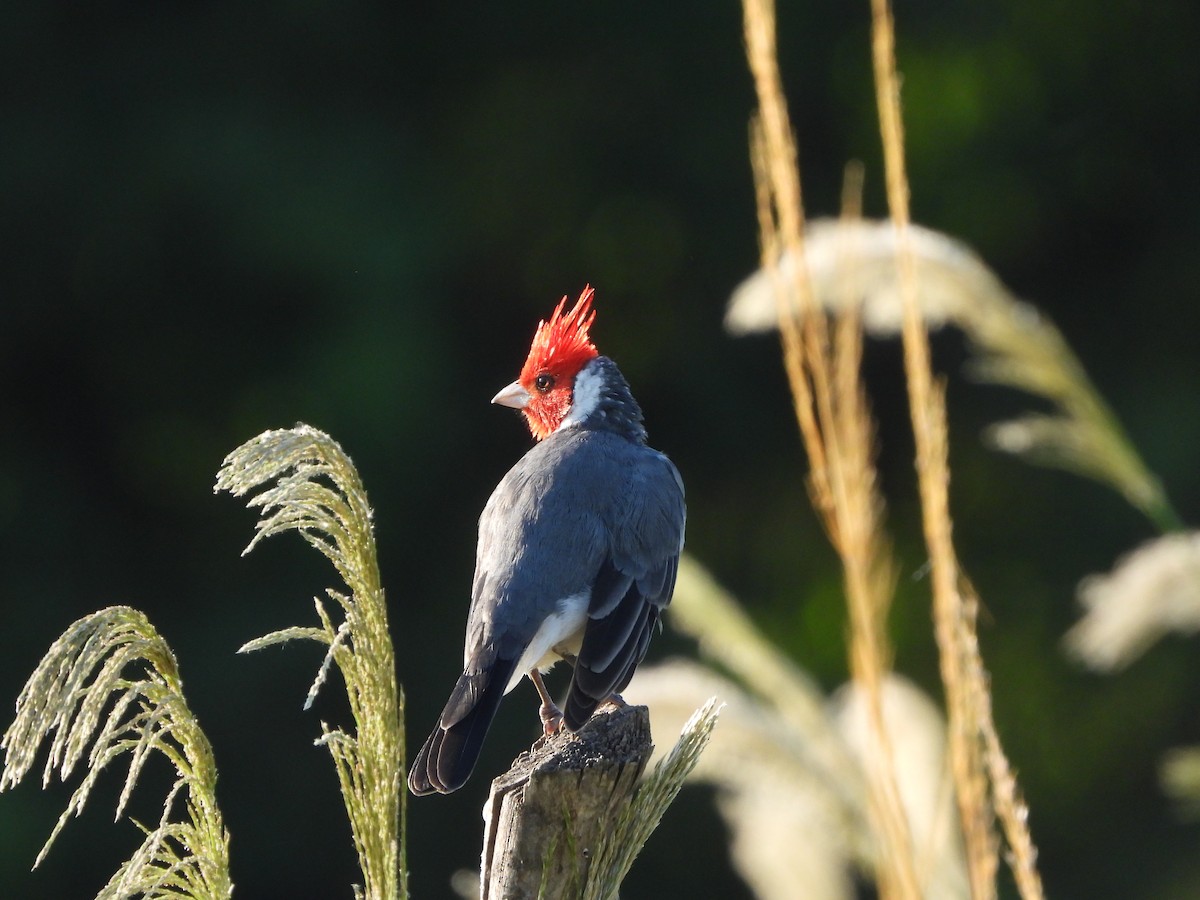 Red-crested Cardinal - ML616654925