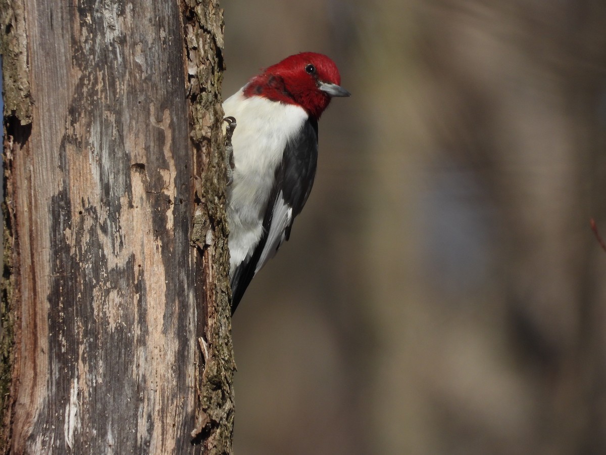 Red-headed Woodpecker - ML616655042