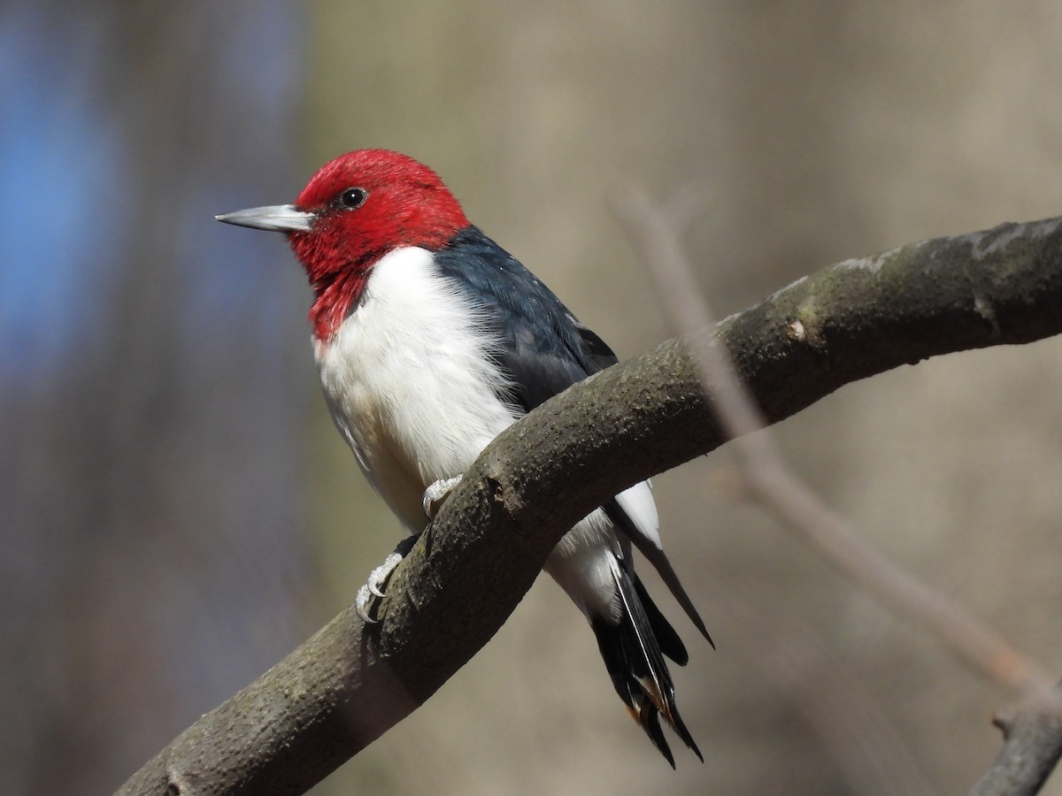 Red-headed Woodpecker - ML616655064