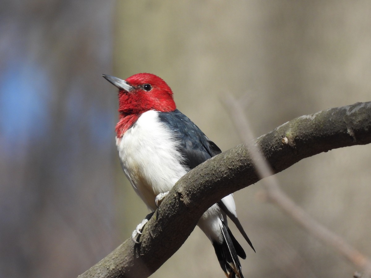 Red-headed Woodpecker - Evan Miller