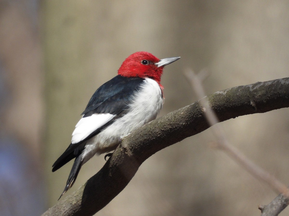 Red-headed Woodpecker - ML616655075