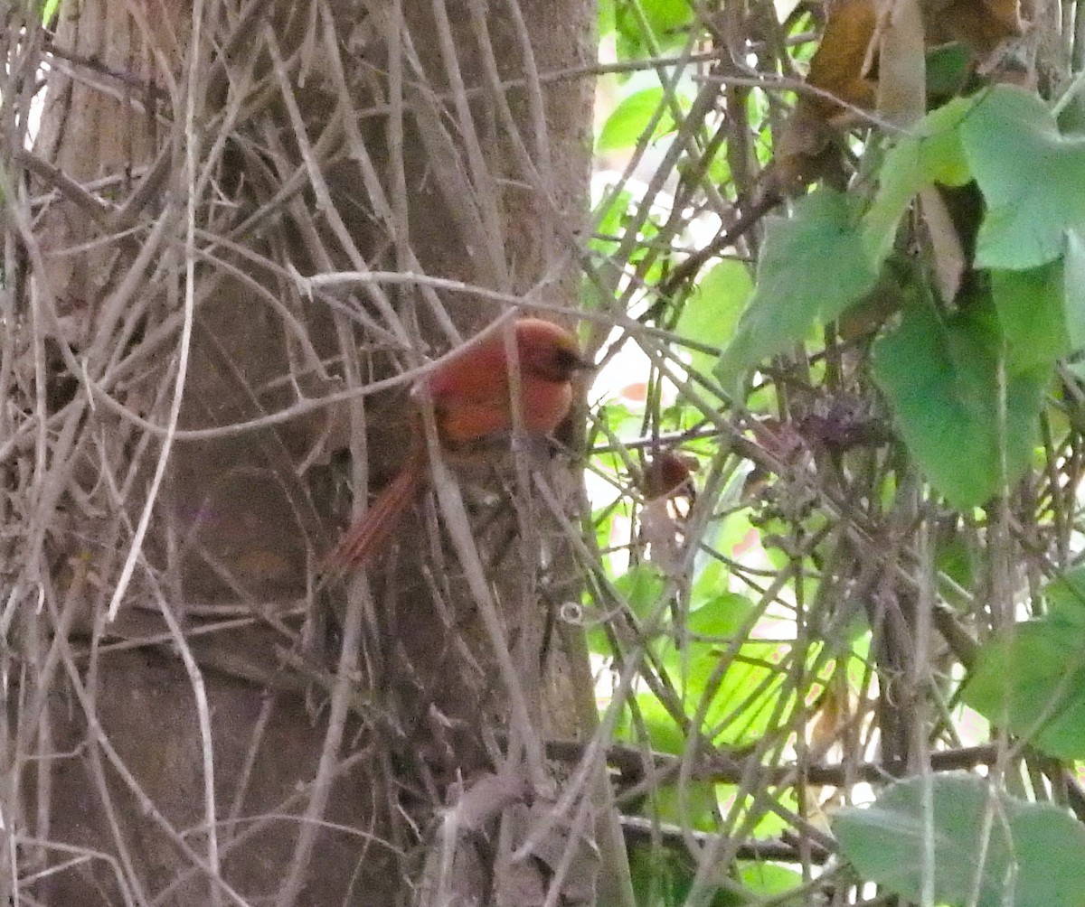 Black-throated Spinetail - ML616655116