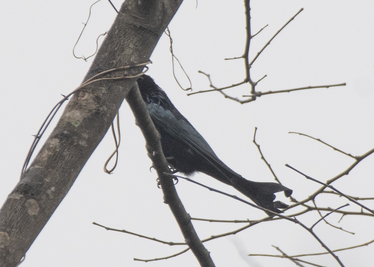 Hair-crested Drongo - ML616655220