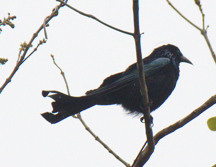 Hair-crested Drongo - ML616655252