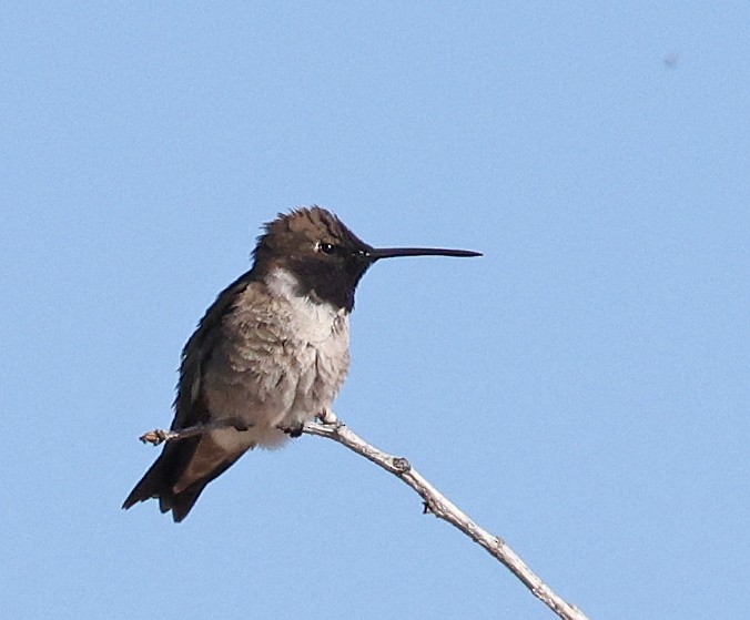 Black-chinned Hummingbird - ML616655258