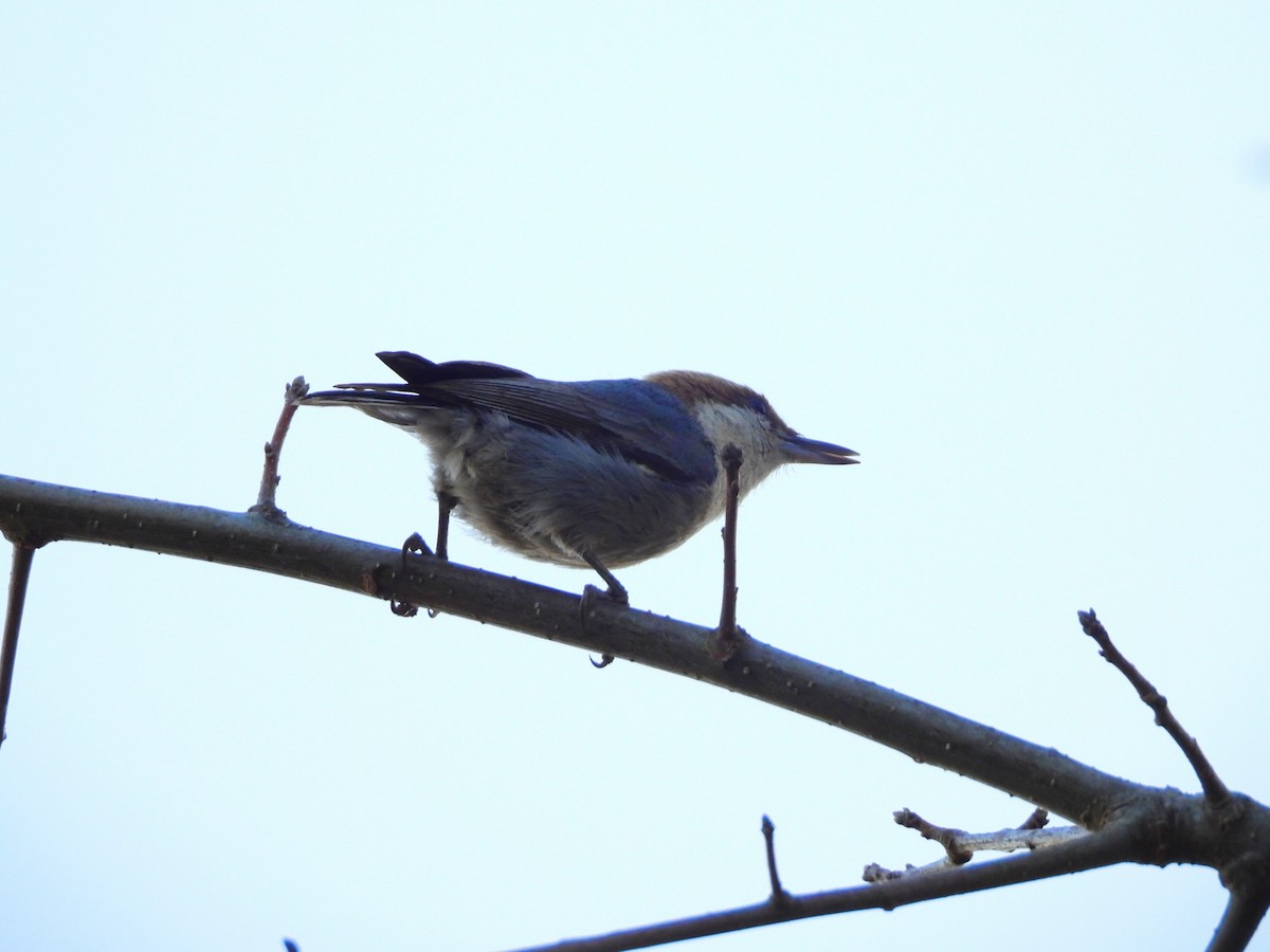 Brown-headed Nuthatch - ML616655354