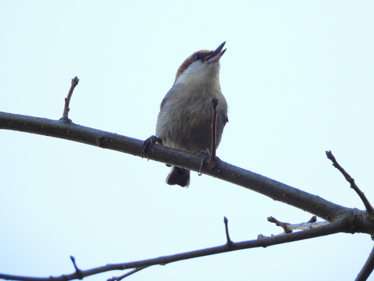 Brown-headed Nuthatch - ML616655444
