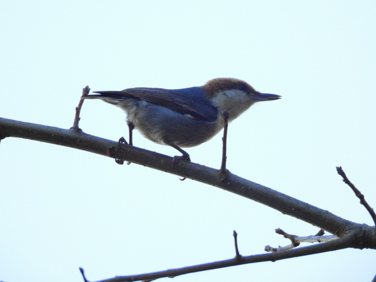 Brown-headed Nuthatch - ML616655608
