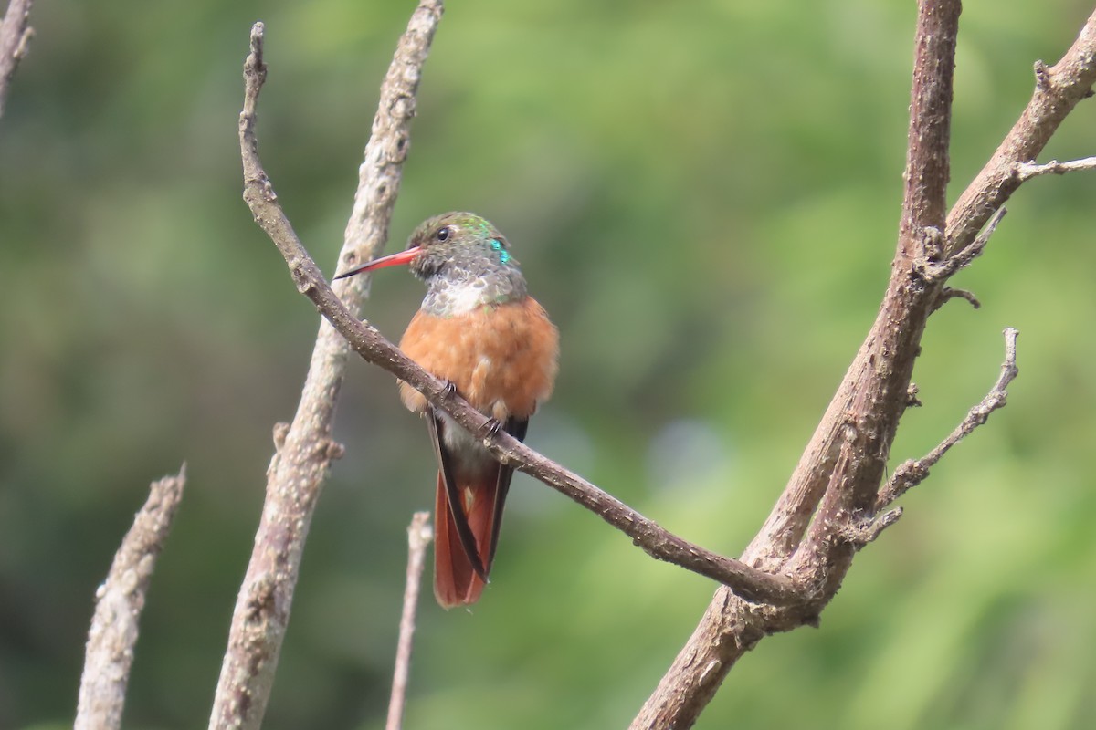 Amazilia Hummingbird - ML616655623