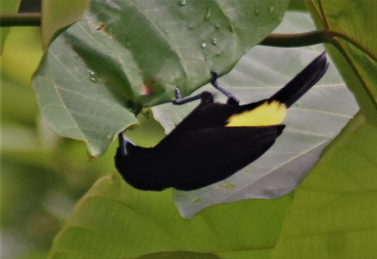 Flame-rumped Tanager (Lemon-rumped) - ML616655627