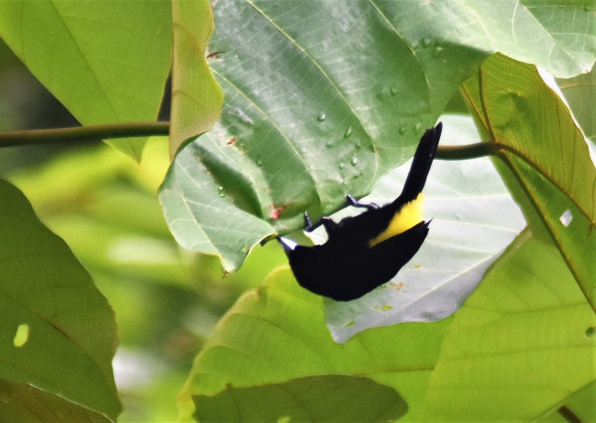 Flame-rumped Tanager (Lemon-rumped) - ML616655628