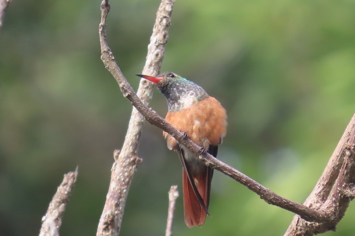 Amazilia Hummingbird - ML616655676