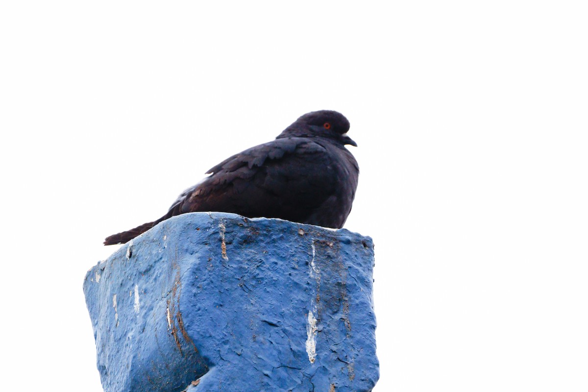 Rock Pigeon (Feral Pigeon) - ML616655720