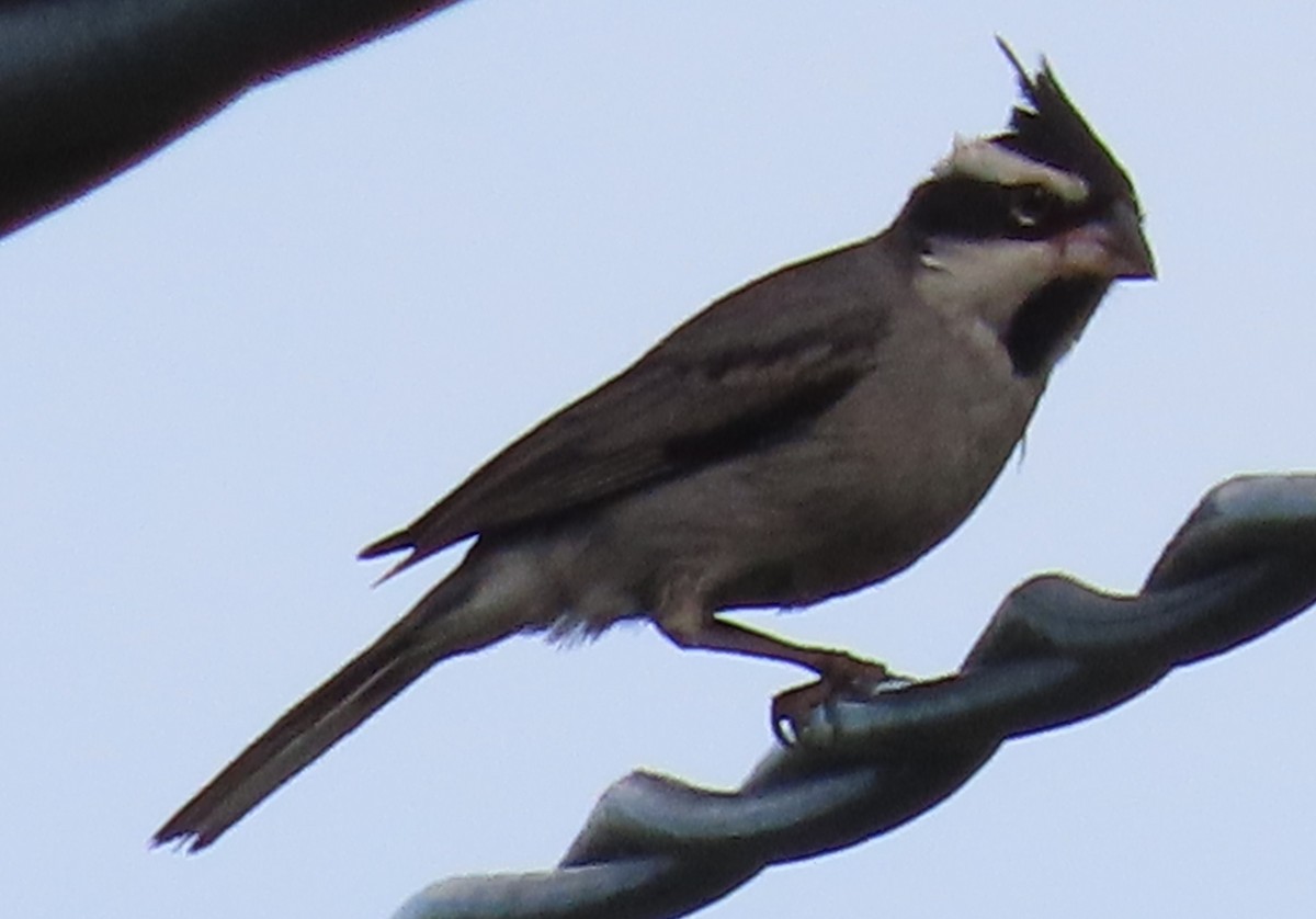 Black-crested Finch - ML616655742