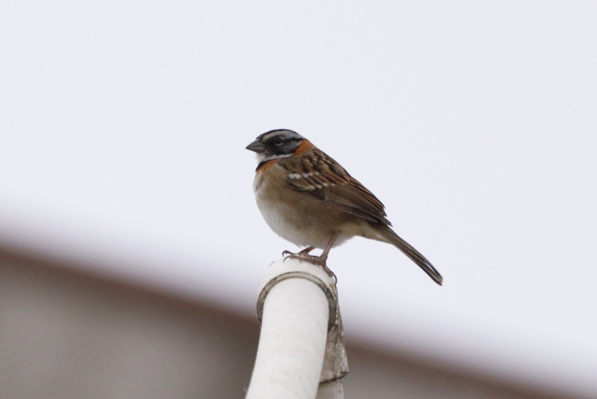 Rufous-collared Sparrow - ML616655756