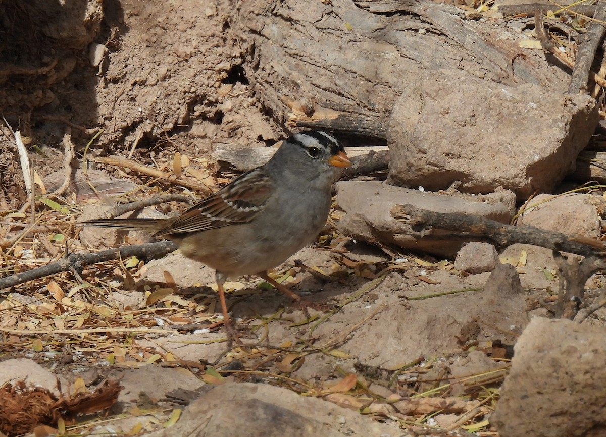 White-crowned Sparrow - ML616655863