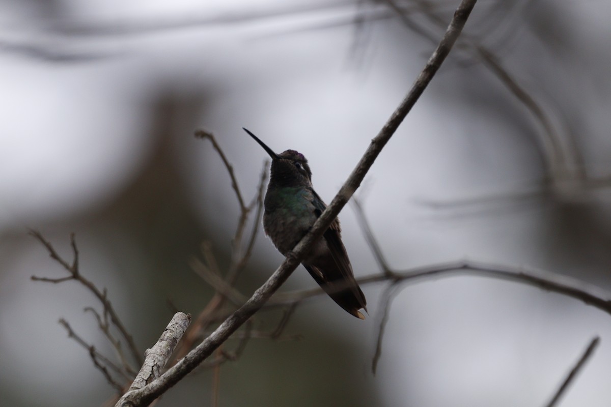 Rivoli's Hummingbird - ML616655907