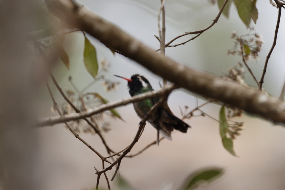 White-eared Hummingbird - ML616655972