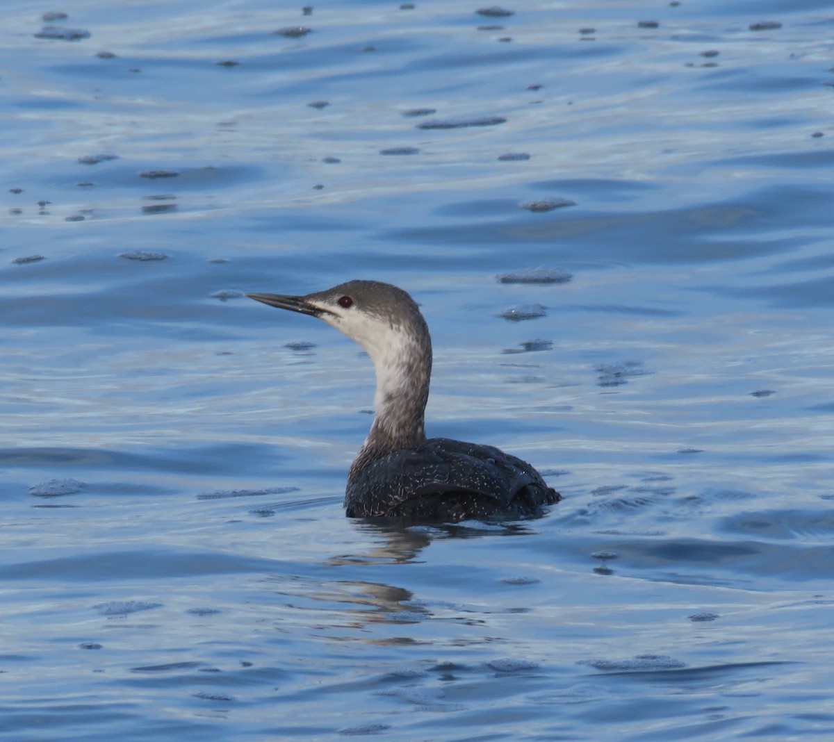 Red-throated Loon - ML616655979