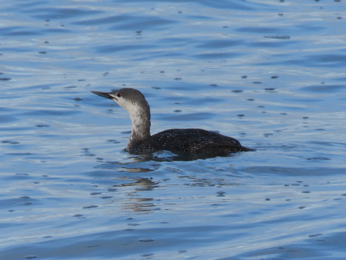 Red-throated Loon - ML616655980