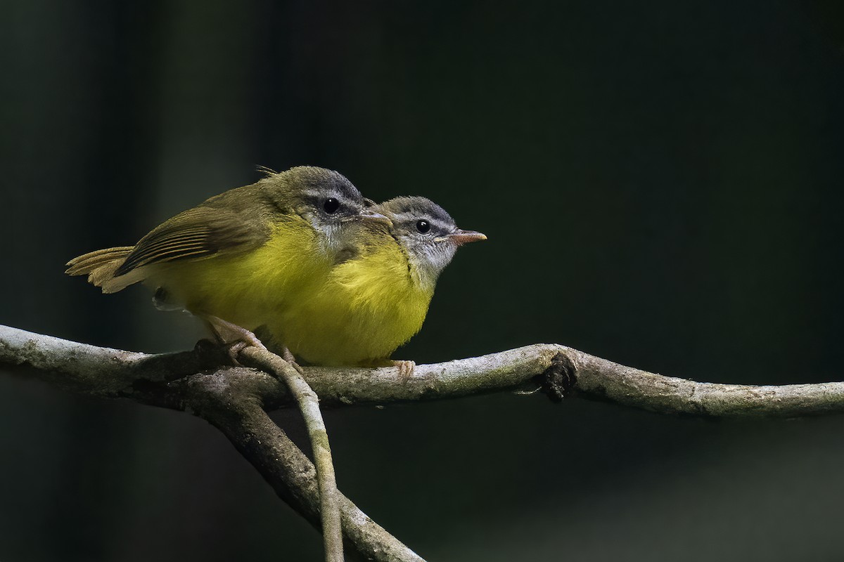Yellow-bellied Warbler - Parthasarathi Chakrabarti