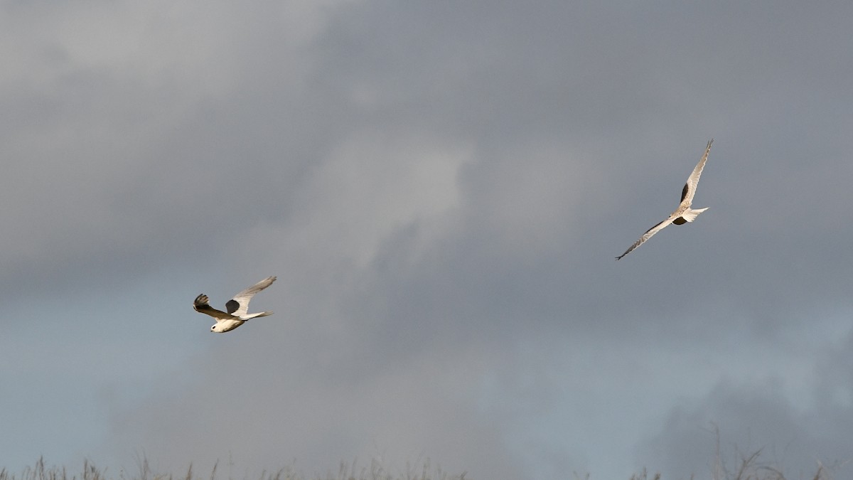 White-tailed Kite - ML616656032