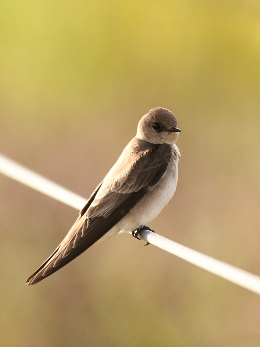 Northern Rough-winged Swallow - ML616656060