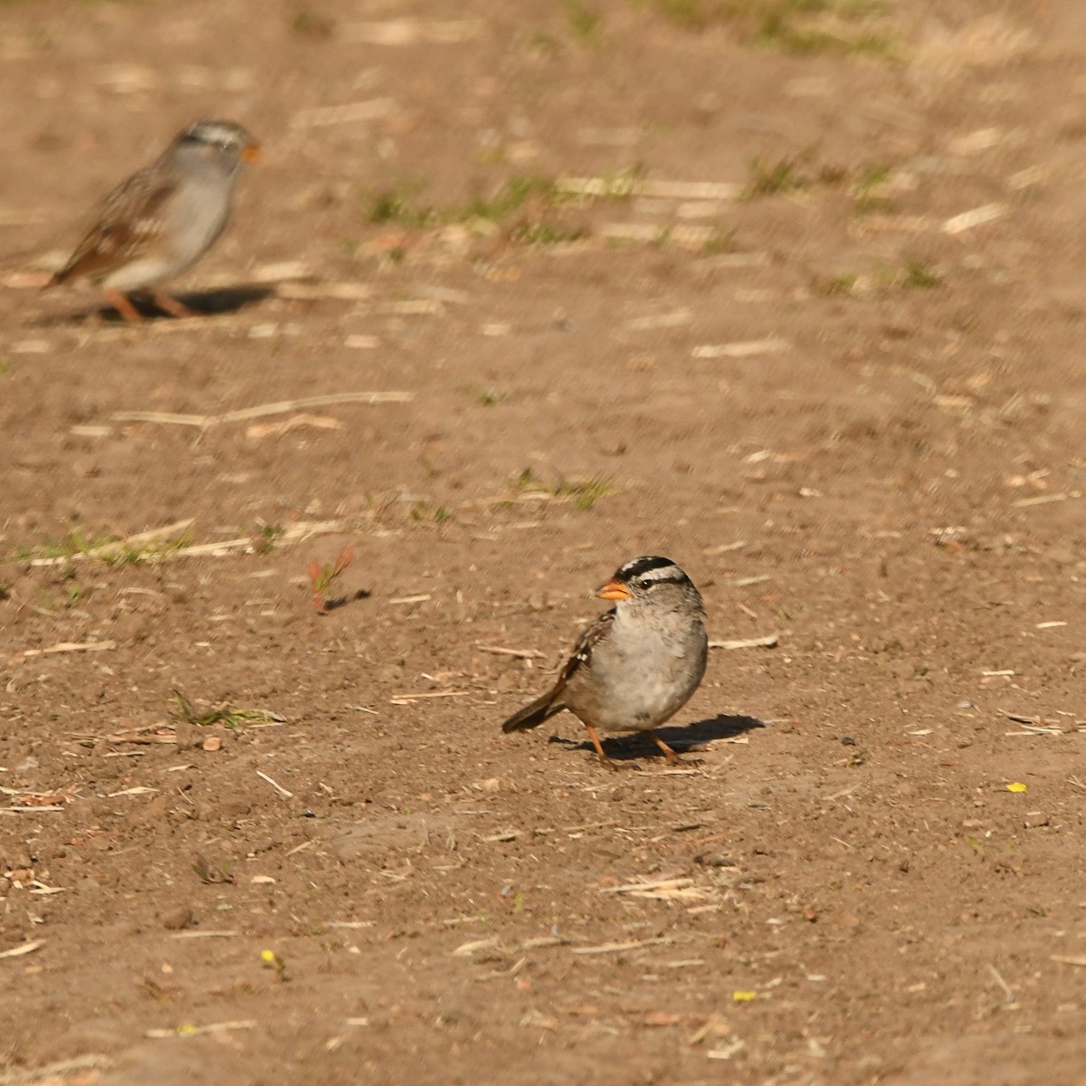 White-crowned Sparrow - ML616656074