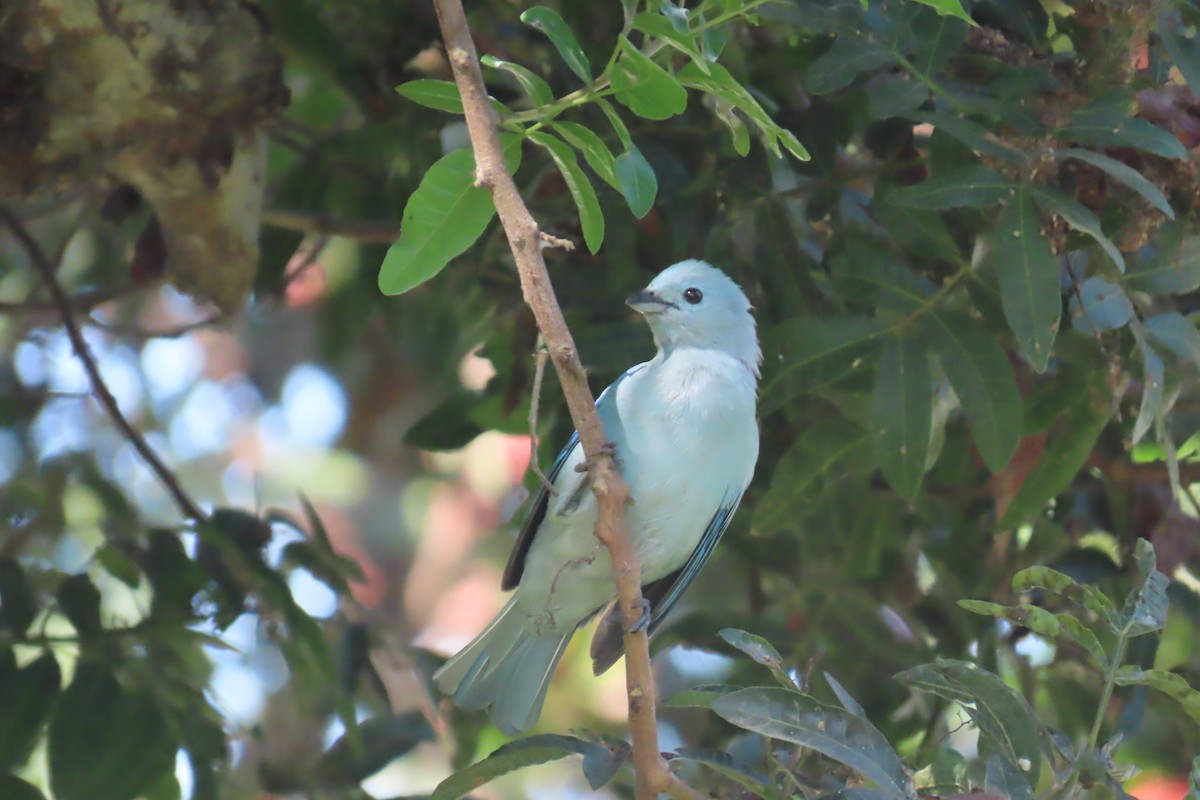 Blue-gray Tanager - ML616656144