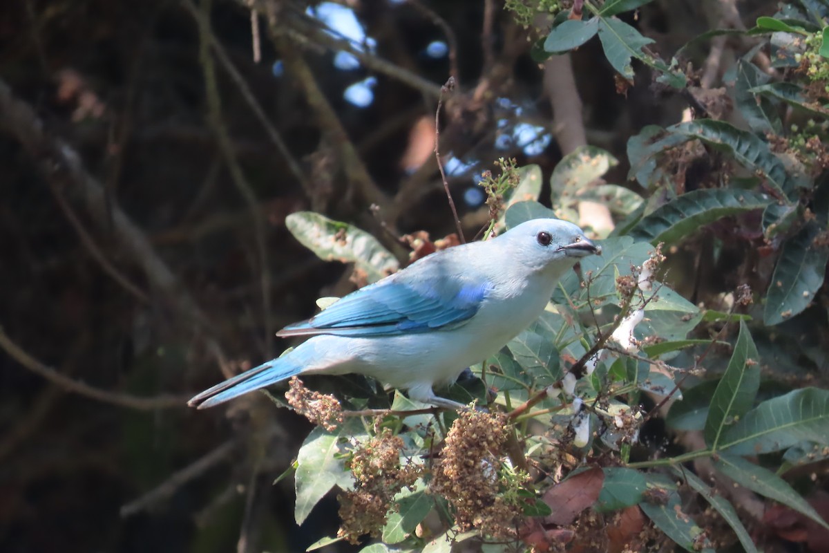 Blue-gray Tanager - ML616656151