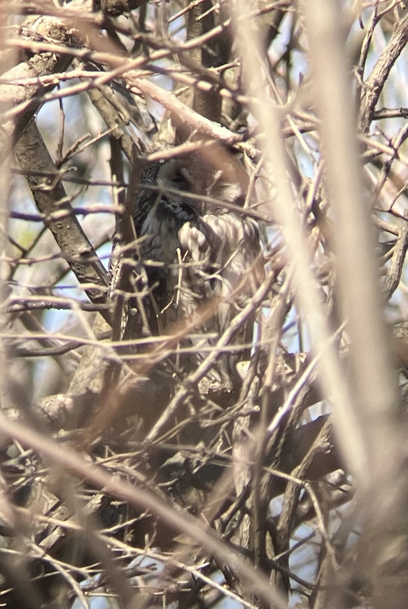 Long-eared Owl - ML616656196