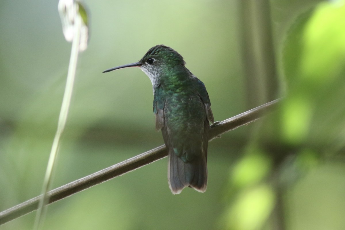 kolibřík zelenobílý - ML616656280