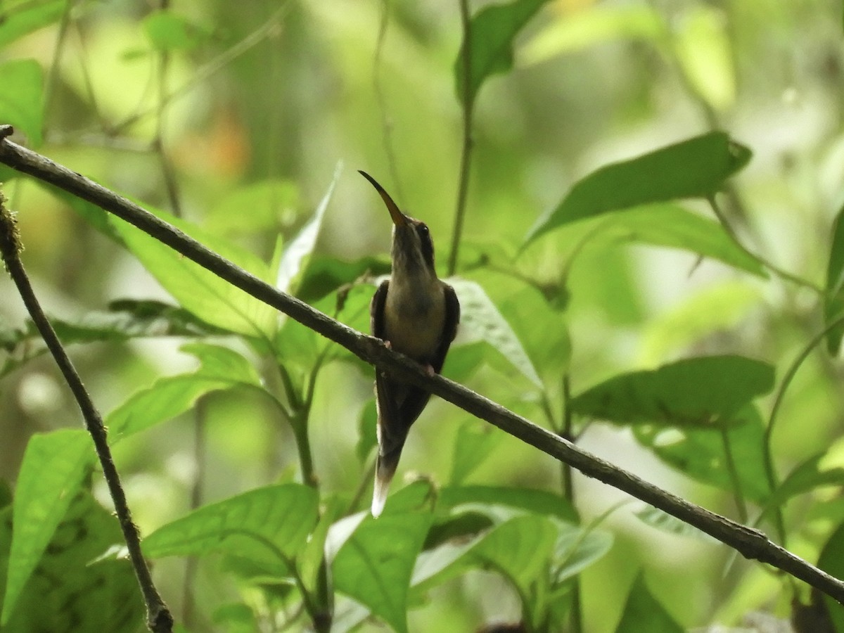 kolibřík světlebřichý - ML616656288