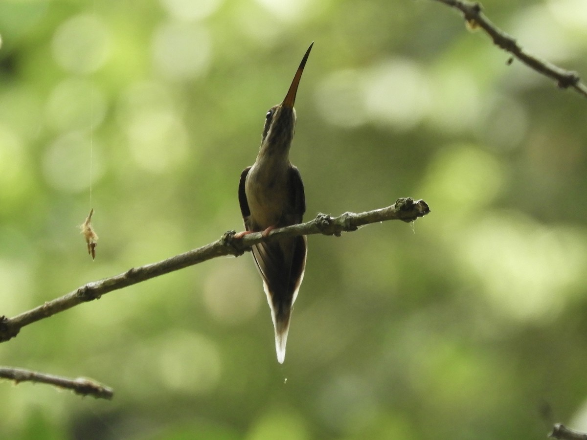 kolibřík světlebřichý - ML616656289