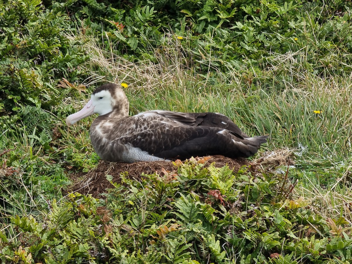albatros jižní - ML616656470