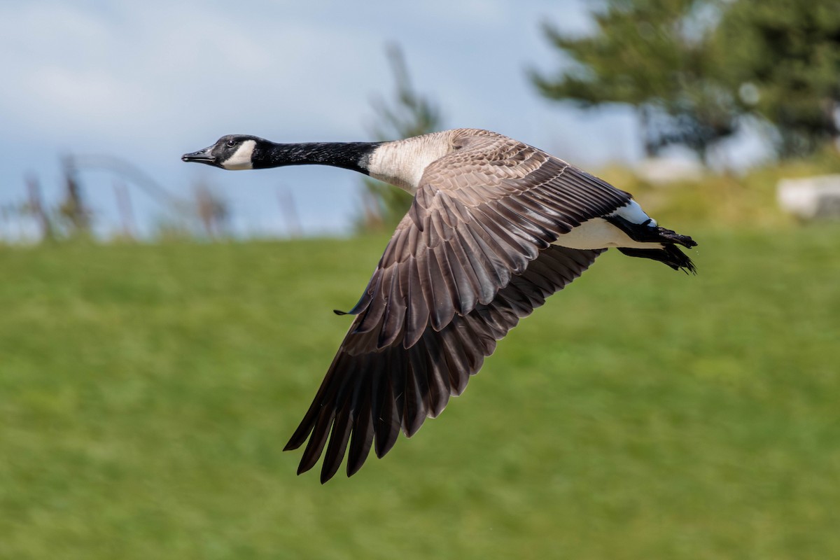 Canada Goose - Pierce Louderback