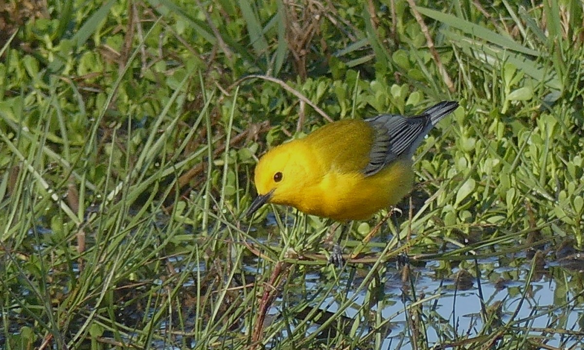 Prothonotary Warbler - Cuneyt Yilmaz