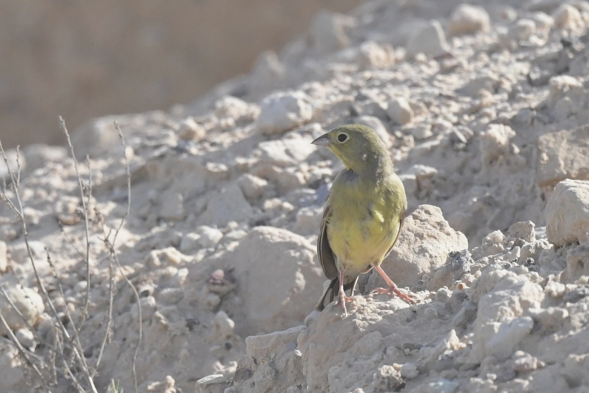 Cinereous Bunting (Yellow-bellied) - ML616656553