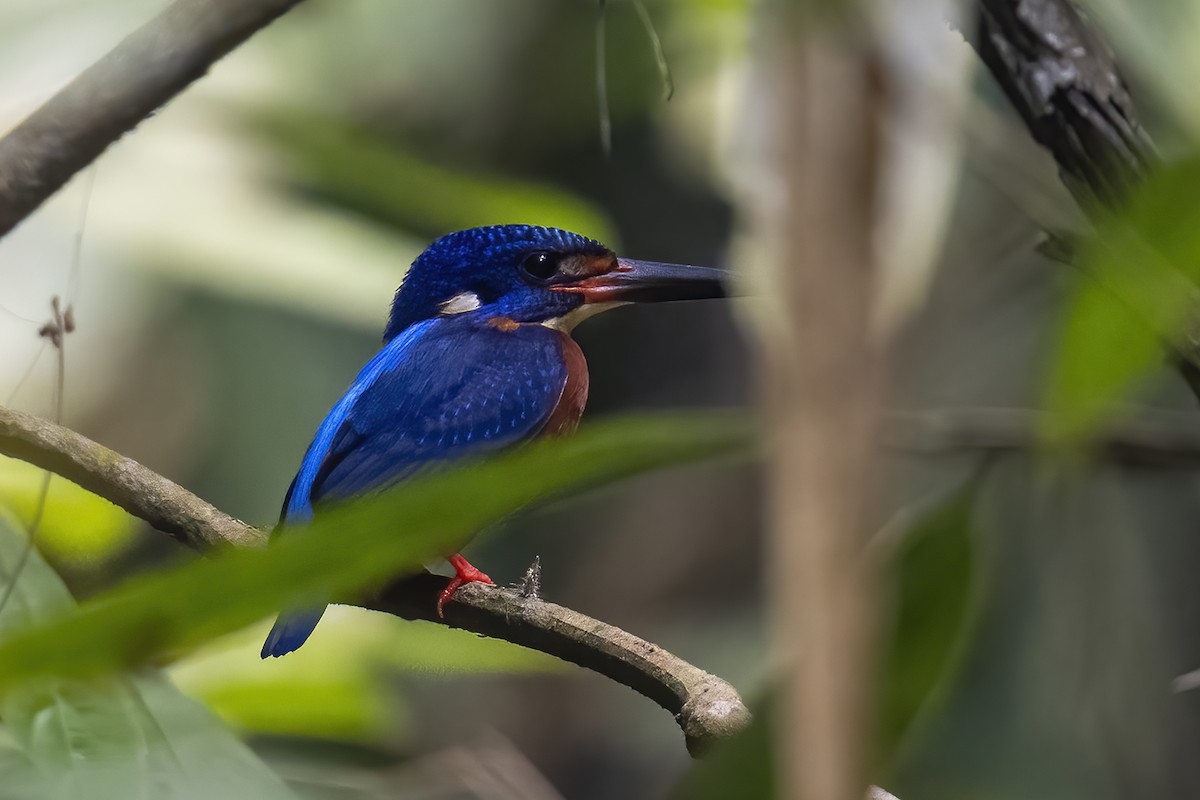Blue-eared Kingfisher - ML616656581