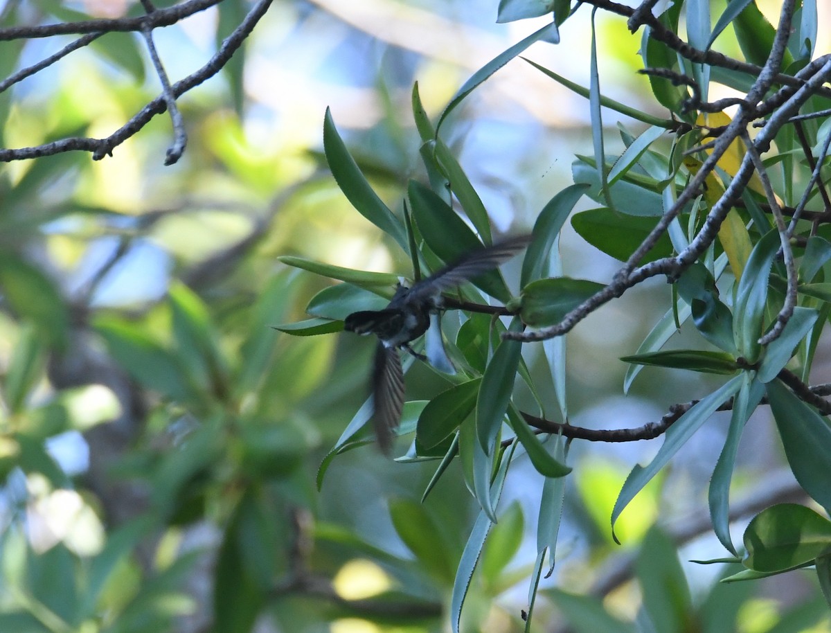 Mangrove Hummingbird - ML616656630