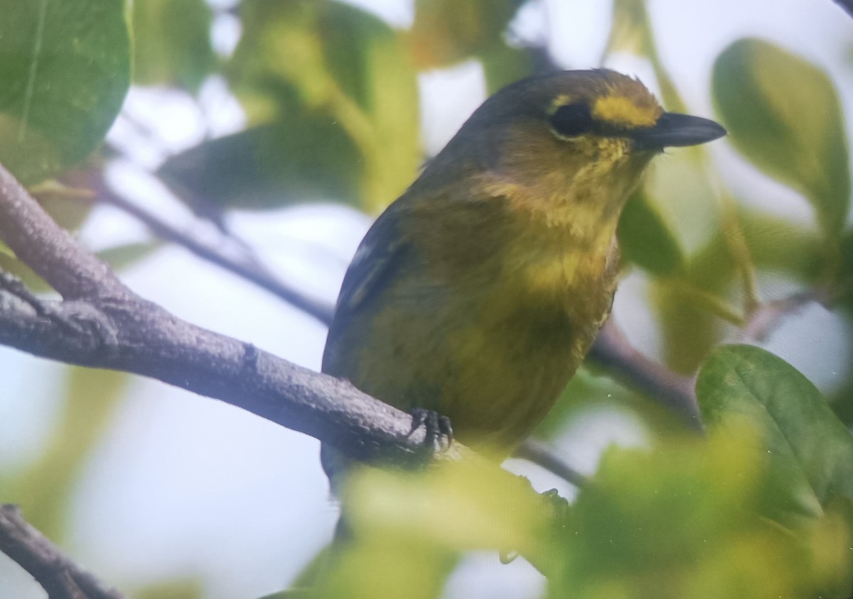 Thick-billed Vireo - ML616656653