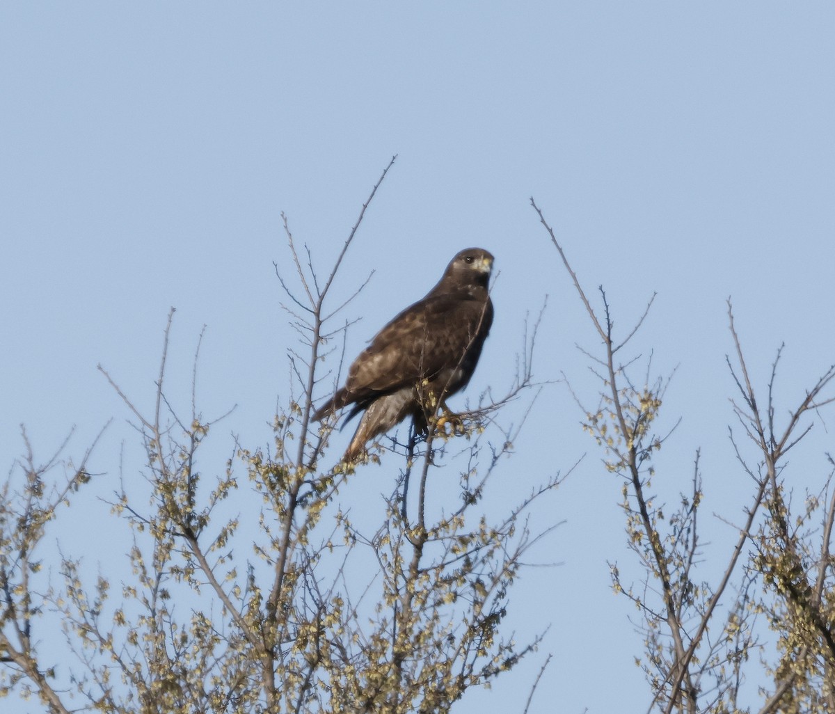 Red-tailed Hawk (Harlan's) - ML616656805